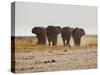 A Herd of Bull Elephants in Etosha National Park-Alex Saberi-Stretched Canvas