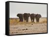 A Herd of Bull Elephants in Etosha National Park-Alex Saberi-Framed Stretched Canvas