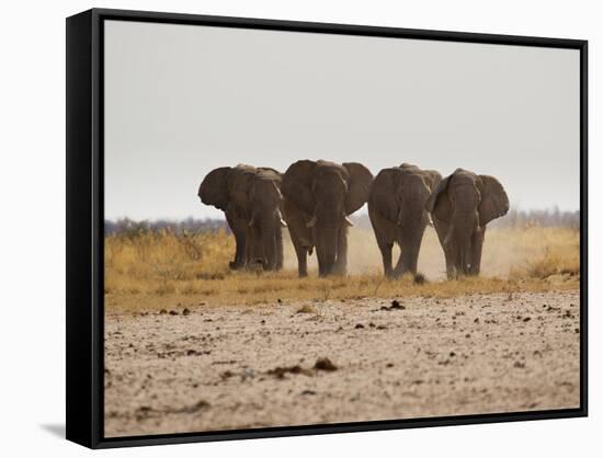 A Herd of Bull Elephants in Etosha National Park-Alex Saberi-Framed Stretched Canvas
