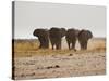 A Herd of Bull Elephants in Etosha National Park-Alex Saberi-Stretched Canvas