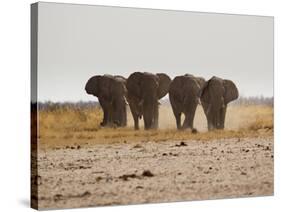 A Herd of Bull Elephants in Etosha National Park-Alex Saberi-Stretched Canvas