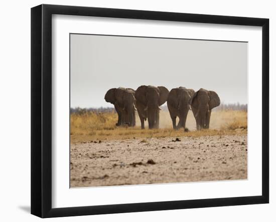 A Herd of Bull Elephants in Etosha National Park-Alex Saberi-Framed Photographic Print