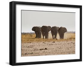 A Herd of Bull Elephants in Etosha National Park-Alex Saberi-Framed Photographic Print