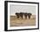 A Herd of Bull Elephants in Etosha National Park-Alex Saberi-Framed Photographic Print