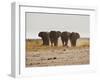 A Herd of Bull Elephants in Etosha National Park-Alex Saberi-Framed Photographic Print