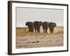 A Herd of Bull Elephants in Etosha National Park-Alex Saberi-Framed Photographic Print