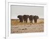 A Herd of Bull Elephants in Etosha National Park-Alex Saberi-Framed Photographic Print