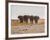 A Herd of Bull Elephants in Etosha National Park-Alex Saberi-Framed Photographic Print