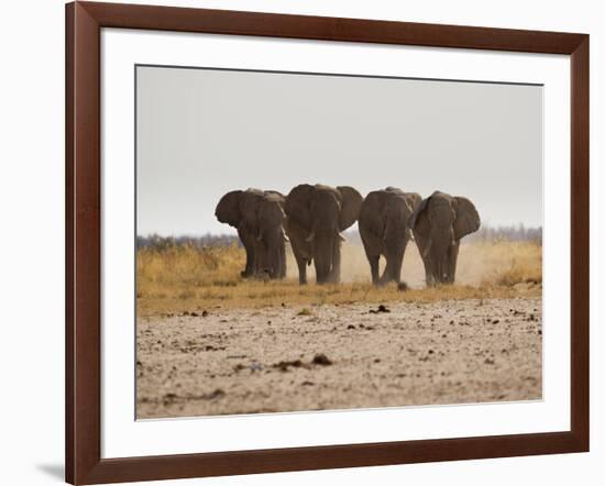 A Herd of Bull Elephants in Etosha National Park-Alex Saberi-Framed Photographic Print
