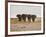 A Herd of Bull Elephants in Etosha National Park-Alex Saberi-Framed Photographic Print