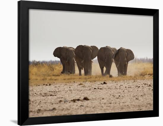 A Herd of Bull Elephants in Etosha National Park-Alex Saberi-Framed Photographic Print