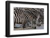 A herd of Burchell's Zebras drinking at Hidden Valley lake. Ndutu, Tanzania.-Sergio Pitamitz-Framed Photographic Print