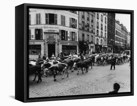 A Herd of Cattle is Driven Along a Paris Streen-null-Framed Stretched Canvas