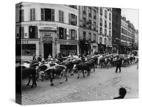 A Herd of Cattle is Driven Along a Paris Streen-null-Stretched Canvas