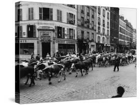 A Herd of Cattle is Driven Along a Paris Streen-null-Stretched Canvas