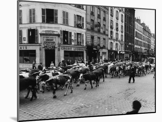 A Herd of Cattle is Driven Along a Paris Streen-null-Mounted Premium Photographic Print