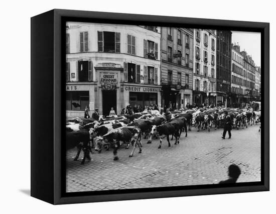 A Herd of Cattle is Driven Along a Paris Streen-null-Framed Stretched Canvas