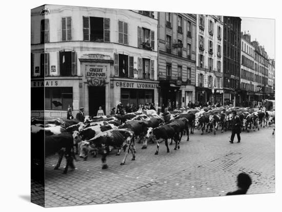 A Herd of Cattle is Driven Along a Paris Streen-null-Stretched Canvas