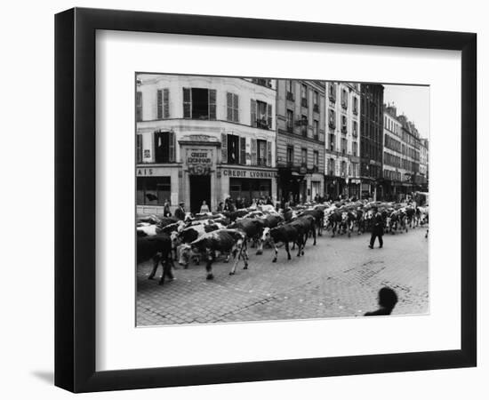 A Herd of Cattle is Driven Along a Paris Streen-null-Framed Photographic Print