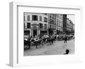 A Herd of Cattle is Driven Along a Paris Streen-null-Framed Photographic Print