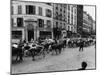 A Herd of Cattle is Driven Along a Paris Streen-null-Mounted Photographic Print