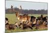 A Herd of Deer in the Phoenix Park in Dublin, Ireland, One of the Largest Walled City Parks in Euro-Bartkowski-Mounted Photographic Print