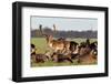 A Herd of Deer in the Phoenix Park in Dublin, Ireland, One of the Largest Walled City Parks in Euro-Bartkowski-Framed Photographic Print