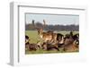 A Herd of Deer in the Phoenix Park in Dublin, Ireland, One of the Largest Walled City Parks in Euro-Bartkowski-Framed Photographic Print