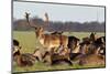 A Herd of Deer in the Phoenix Park in Dublin, Ireland, One of the Largest Walled City Parks in Euro-Bartkowski-Mounted Photographic Print