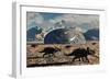 A Herd of Dinosaurs Walk Past a Flying Saucer Lodged into the Ground-null-Framed Premium Giclee Print