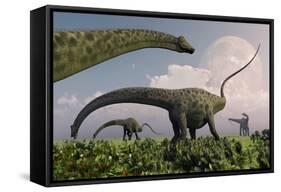 A Herd of Diplodocus Sauropod Dinosaurs Grazing-null-Framed Stretched Canvas