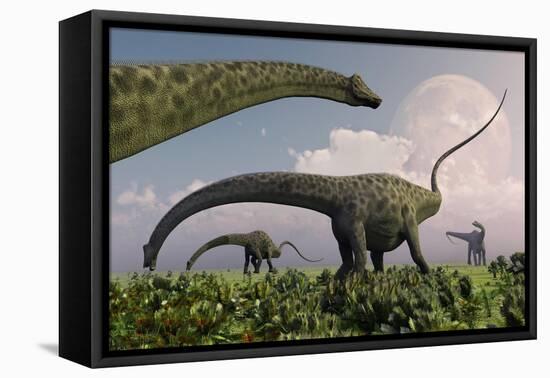 A Herd of Diplodocus Sauropod Dinosaurs Grazing-null-Framed Stretched Canvas