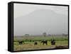 A Herd of Elephant Graze with Mount Kilimanjaro-null-Framed Stretched Canvas