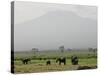 A Herd of Elephant Graze with Mount Kilimanjaro-null-Stretched Canvas