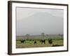 A Herd of Elephant Graze with Mount Kilimanjaro-null-Framed Photographic Print