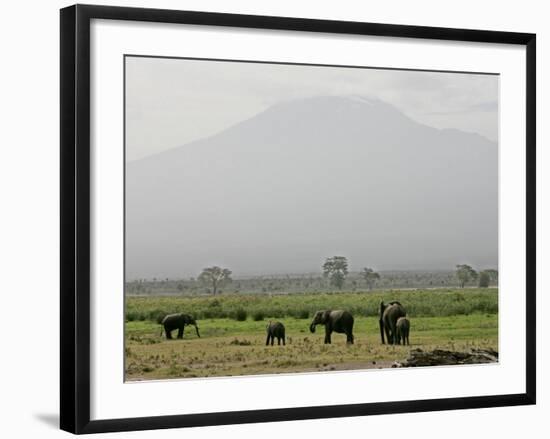 A Herd of Elephant Graze with Mount Kilimanjaro-null-Framed Photographic Print