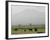 A Herd of Elephant Graze with Mount Kilimanjaro-null-Framed Photographic Print