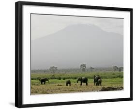 A Herd of Elephant Graze with Mount Kilimanjaro-null-Framed Photographic Print