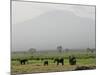 A Herd of Elephant Graze with Mount Kilimanjaro-null-Mounted Photographic Print