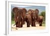 A Herd of Elephant Walk towards the Camera with All of Them Moving their Trunks and Smelling Me. Ta-JONATHAN PLEDGER-Framed Photographic Print