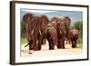 A Herd of Elephant Walk towards the Camera with All of Them Moving their Trunks and Smelling Me. Ta-JONATHAN PLEDGER-Framed Photographic Print