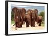 A Herd of Elephant Walk towards the Camera with All of Them Moving their Trunks and Smelling Me. Ta-JONATHAN PLEDGER-Framed Photographic Print