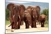 A Herd of Elephant Walk towards the Camera with All of Them Moving their Trunks and Smelling Me. Ta-JONATHAN PLEDGER-Mounted Photographic Print