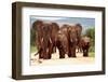 A Herd of Elephant Walk towards the Camera with All of Them Moving their Trunks and Smelling Me. Ta-JONATHAN PLEDGER-Framed Photographic Print