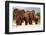 A Herd of Elephant Walk towards the Camera with All of Them Moving their Trunks and Smelling Me. Ta-JONATHAN PLEDGER-Framed Photographic Print