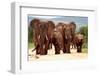 A Herd of Elephant Walk towards the Camera with All of Them Moving their Trunks and Smelling Me. Ta-JONATHAN PLEDGER-Framed Photographic Print