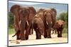 A Herd of Elephant Walk towards the Camera with All of Them Moving their Trunks and Smelling Me. Ta-JONATHAN PLEDGER-Mounted Photographic Print