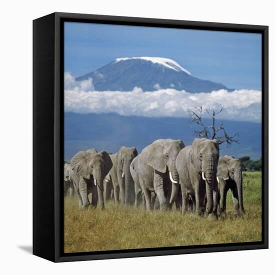 A Herd of Elephants with Mount Kilimanjaro in the Background-Nigel Pavitt-Framed Stretched Canvas