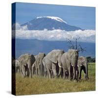 A Herd of Elephants with Mount Kilimanjaro in the Background-Nigel Pavitt-Stretched Canvas