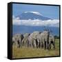 A Herd of Elephants with Mount Kilimanjaro in the Background-Nigel Pavitt-Framed Stretched Canvas